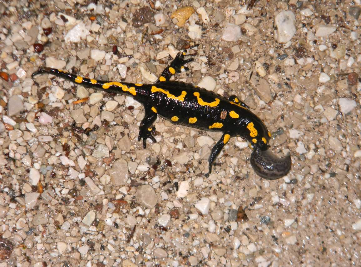 Il pasto della salamandra